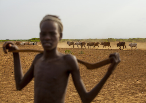 Boy In Front Of His Cows, Omorate, Omo Valley, Ethiopia