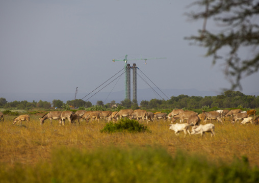 Cows In Front Of Omo River Bridge, Omorate, Omo Valley, Ethiopia
