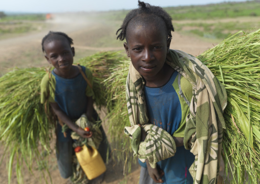 Konso Teenage Girls Transporting Loads Of Fresh Grass On Back Portrait Ethiopia