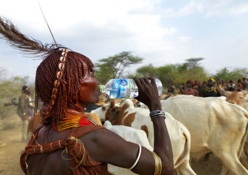 Hamer Woman Traditionally Dressed Among Cattle Herd Drinking From Plastic Bottle Of Water Ethiopia