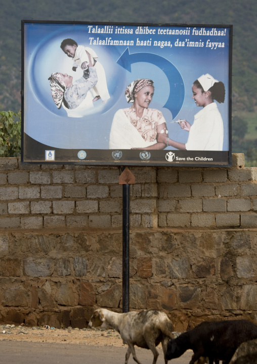 Goats Passing By A Vaccination Health Campaign Sign, Yabello, Omo Valley, Ethiopia