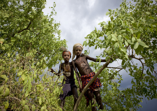 Erbore Tribe Boys With Body Paint Playing In Tree, Weito, Omo Valley, Ethiopia