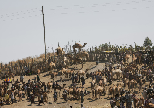 Camel market, Bati, Amhara region, Ethiopia