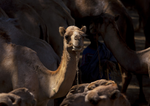 Camel market, Bati, Amhara region, Ethiopia