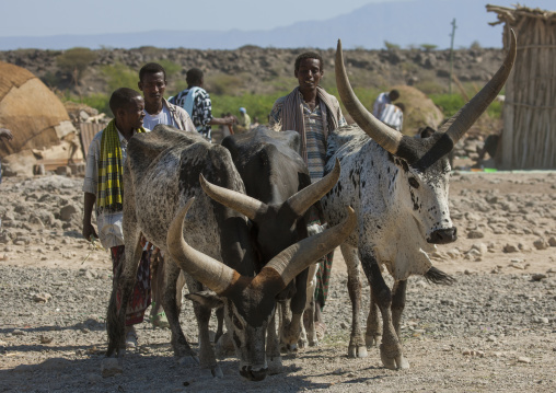 Cows with big horns at market, Assaita, Afar regional state, Ethiopia