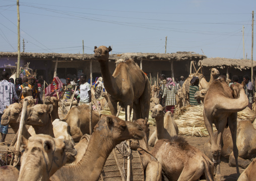 Camel market, Assaita, Afar regional state, Ethiopia