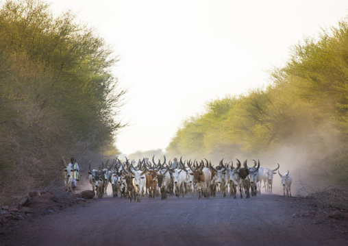 Cows on the road, Assaita, Afar regional state, Ethiopia