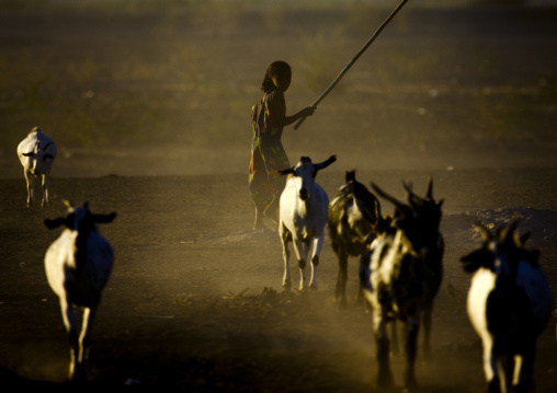Goats coming back in a village at sunset, Assaita, Afar regional state, Ethiopia