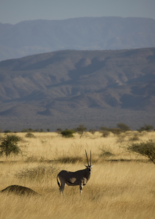 Oryx In Awash National Parl, Afar Region, Ethiopia