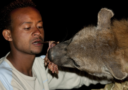 Hyenas Feeding At Night, Harar, Ethiopia