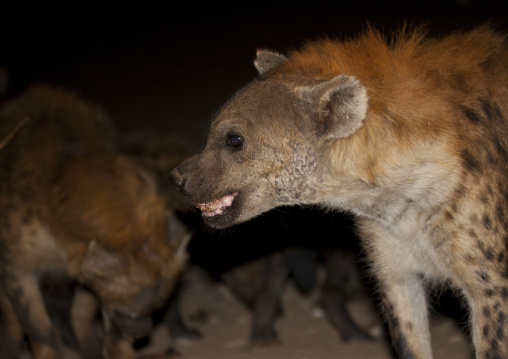 Hyenas Feeding At Night, Harar, Ethiopia