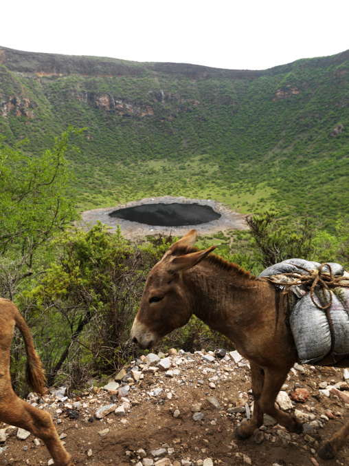 Loaded Donkeys Passing Up El Sod Volcano Crater, Omo Valley, Ethiopia