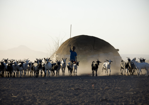 Goats coming back in a village at sunset, Assaita, Afar regional state, Ethiopia