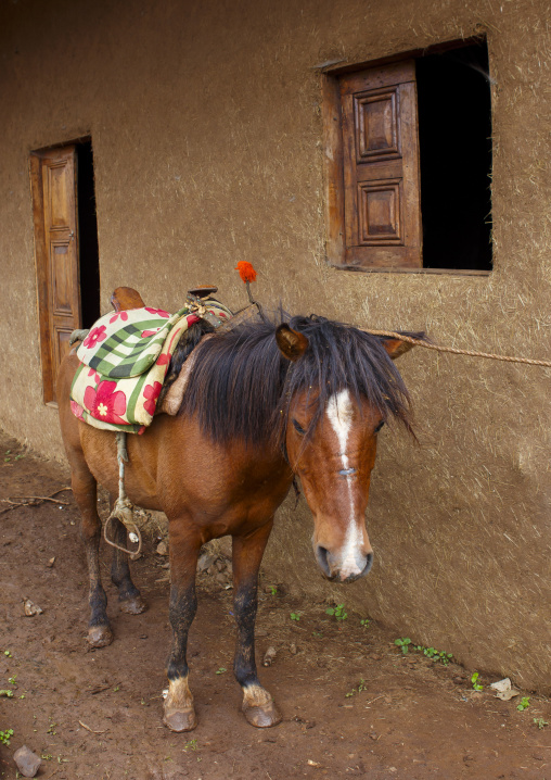 Saddled Horse, Jemu, Omo Valley, Ethiopia