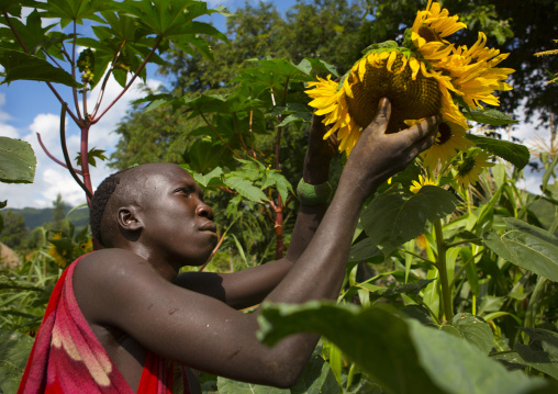 Suri man harvesting a sunflower, Tulgit, Omo valley, Ethiopia