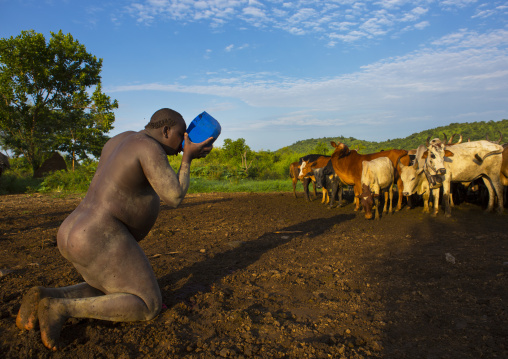 Bodi Tribe Man Drinking Cow Blood Near Cattle For New Year Kael Ceremony, Hana Mursi, Omo Valley, Ethiopia