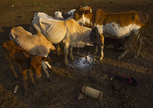Bodi Tribe Cattle, Hana Mursi, Omo Valley, Ethiopia