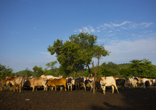 Bodi Tribe Cattle, Hana Mursi, Omo Valley, Ethiopia