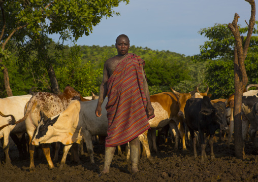Bodi Tribe Man And Cattle, Hana Mursi, Omo Valley, Ethiopia