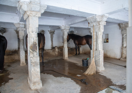 Horses in a stable in the city palace, Rajasthan, Udaipur, India