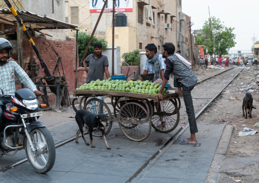 Fresh mangoes in indian vegetable market, Rajasthan, Bikaner, India