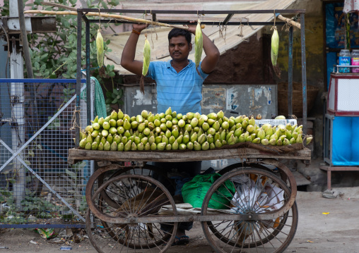 Indian man selling corn in the street, Rajasthan, Bikaner, India