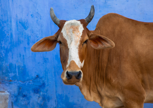 Indian cow in the street in front of a blue wall, Rajasthan, Bundi, India