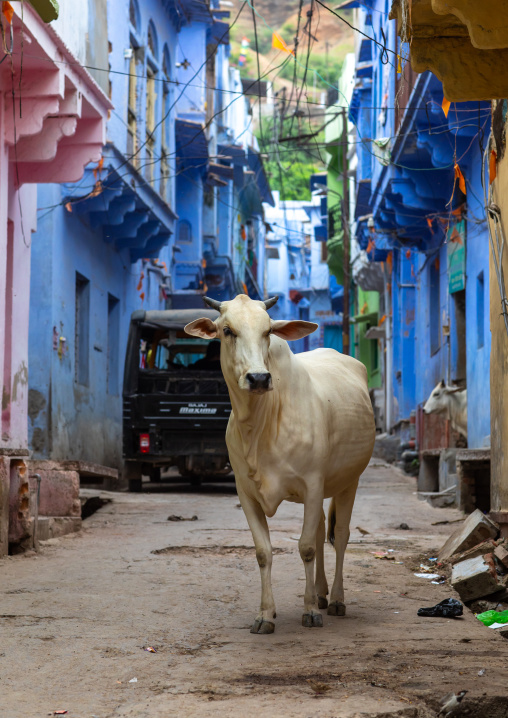 Cow in a dtrteet with old blue houses of brahmins, Rajasthan, Bundi, India