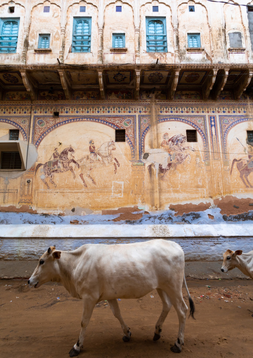 Cow passing by an old haveli with lavishly painted walls, Rajasthan, Nawalgarh, India
