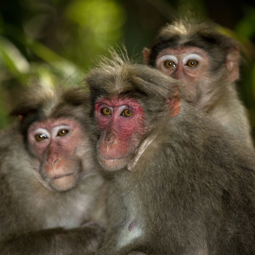Group Of Timid Rhesus Macaques In Periyar, India