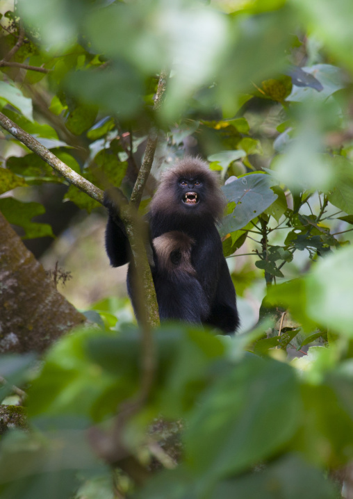 Monkey In The Trees Showing Its Teeth, Periyar, India