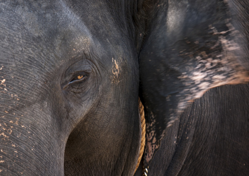 Close Up Of A Asian Elephant, Kochi, India
