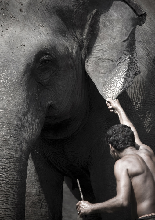 Man Holding Elephant's Ears During Daily Bath Time, Kochi, India