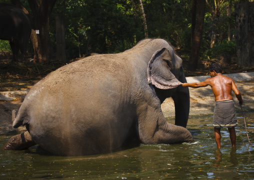 Elephant Sitting Down For Bath Time, Kochi, India