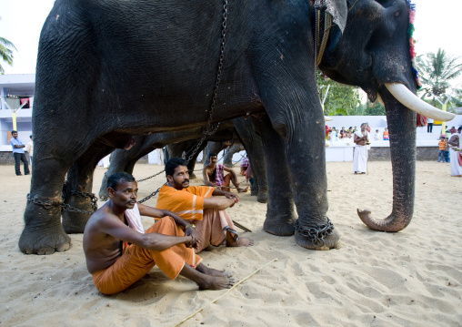 Cornacs Sitting On The Sand Near Their Decorated Elephants During The Jagannath Temple Festival, Thalassery, India