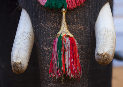 Close Up Of Decorated Elephant With Tusk During Jagannath Temple Festival, Thalassery, India