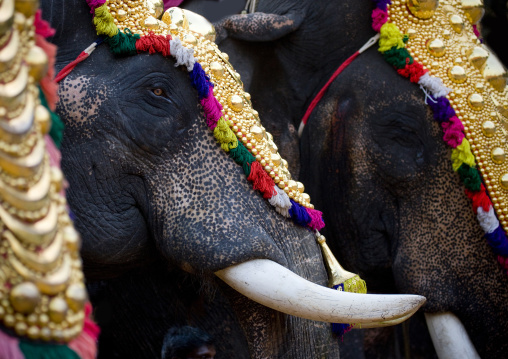 Close Up Of Decorated Elephants With Tusks During A Parade At Jagannath Temple Festival, Thalassery, India