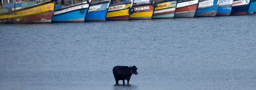 Cow In The Water With Boats, Thalassery, India