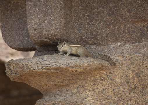 Squirrel Hidden On The Rocks Cut At The Shore Temple, Mahabalipuram, India