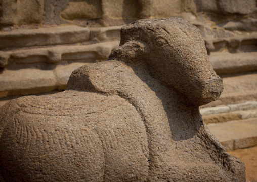Carving Of Nandi Bull, Lord Shiva Mount At The Shore Temple Of Mahabalipuram, India