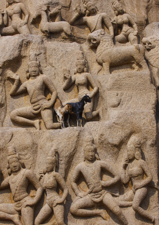 Real Goats Perched On Arjuna's Penance Carvings, Mahabalipuram, India