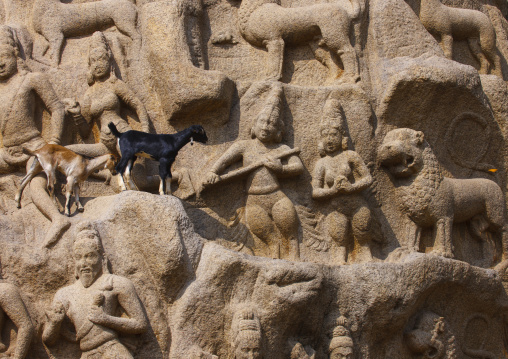 Real Goats Walking On Arjuna's Penance Carvings, Mahabalipuram, India