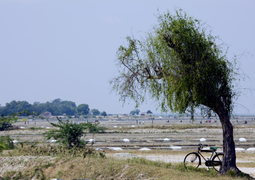Bicycle Parked Against A Tree In Front Of A Salt Marsh, Mahabalipuram, India