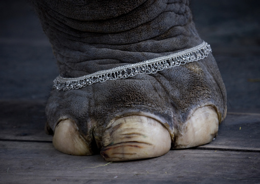 Elephant's Foot Adorned With A Collar, Pondicherry, India