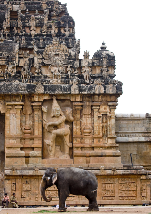 Elephant With Paint On Its Forehead In Front Of Dancing Shiva Rock Cut Relief At The Enter Of Brihadishvara Temple, Thanjavur, India