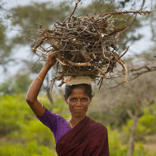 Indian Mature Woman Coming Back From The Forest Carrying A Pile Of Small Wood On Her Head, Kanadukathan Chettinad, India