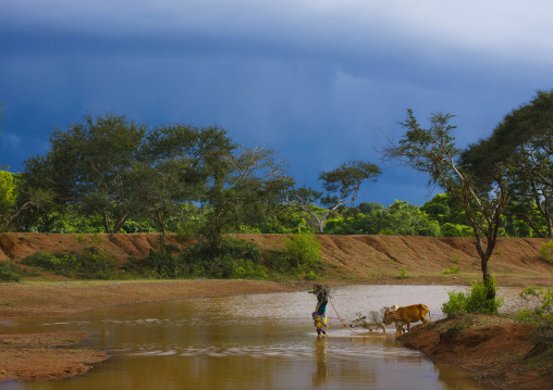 Woman Crossing A River With Her Cows While Storm Is Coming Over Kanadukathan Chettinad, India