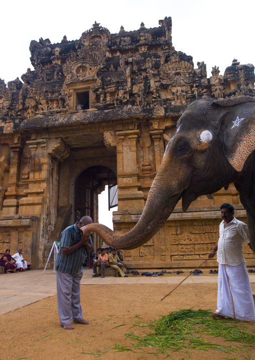 Man Receiving Elephant's Blessing In Front Of Brihadishvara Temple, Thanjavur, India