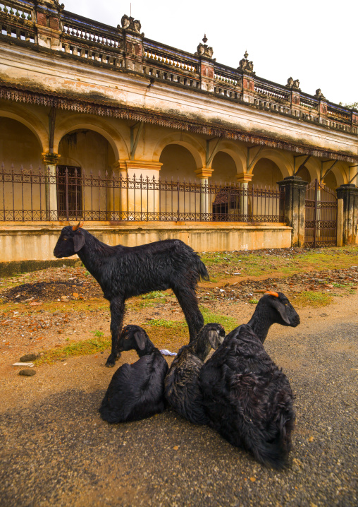 Family Of Goats In Front Of An Old Mansion In Kanadukathan Chettinad, India
