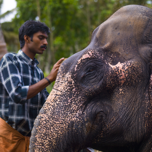 Man Taking Care Of An Elephant, Periyar, India